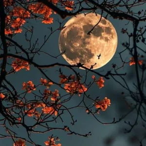 دانلود آهنگ تو از طلوع صبحی دانلود آهنگ تو از طلوع صبحی