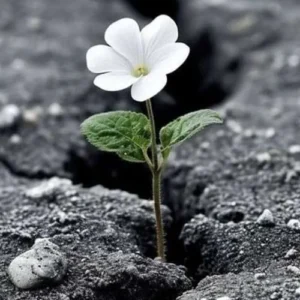 دانلود آهنگ عجب دریای سحر امیزیه